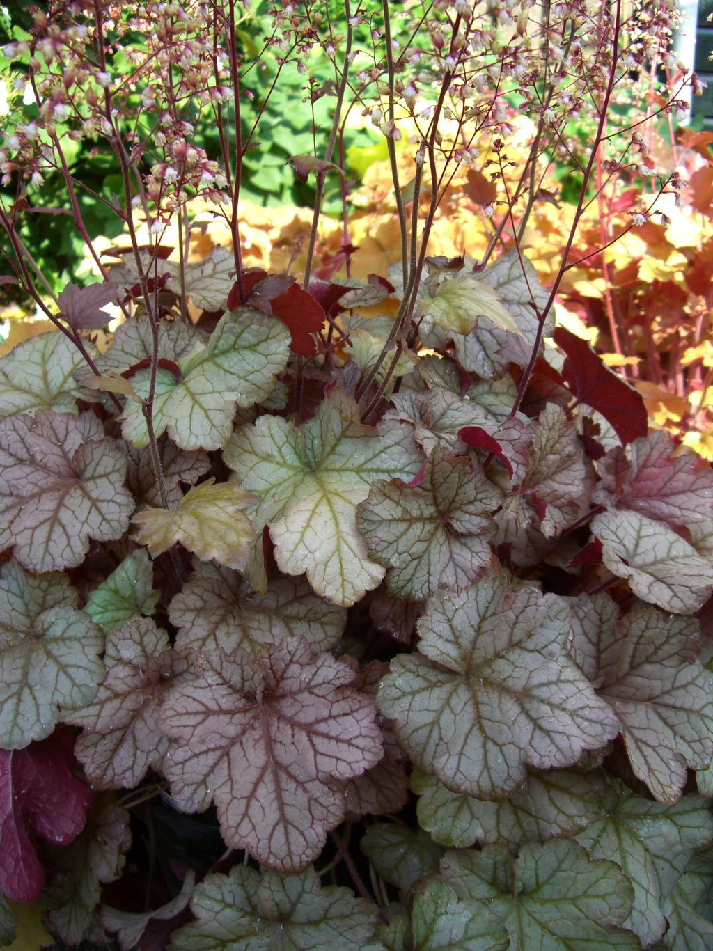 Perennial of the Year – Jen’s Pick