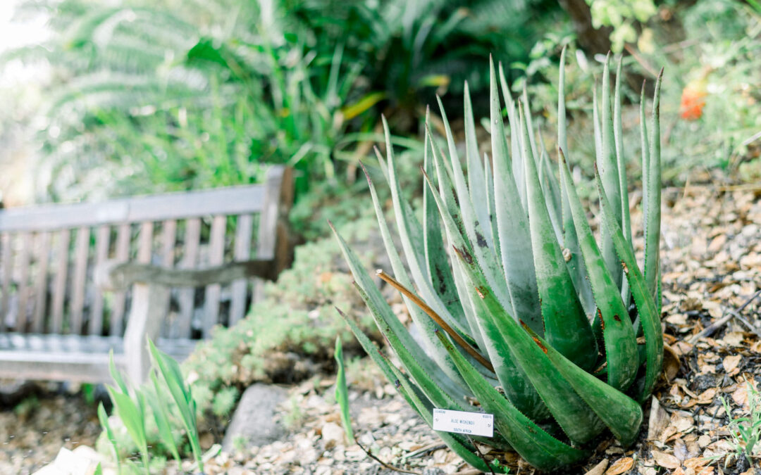 Post 8 : Lorem Ipsum Dummy Text